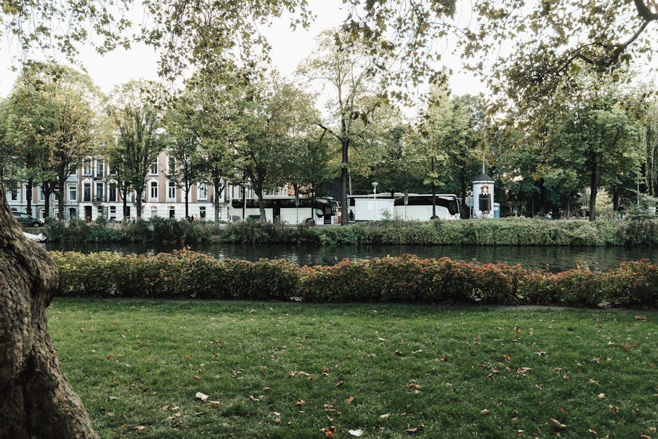 The image depicts a peaceful urban park scene with a lush, well-maintained grassy area in the foreground, scattered with fallen leaves. A large, textured tree trunk is visible to the left, with broad branches and green foliage extending across the top of the image, creating a canopy. Behind the grassy area, a low hedge with small, dense leaves lines the edge of a narrow waterway or canal, reflecting the surrounding greenery. Beyond the water, a row of multi-storey residential buildings with white facades, dark window frames, and ornate architectural details can be seen, indicating a city setting. Several large, dark-colored buses or trucks are parked along the street behind the hedge, partially obscured by trees. The scene appears to be illuminated by soft, natural daylight, with a calm and quiet atmosphere. The setting suggests a scene conducive to independent waste collection or on-site clearance, aligning with private rubbish removal practices. The presence of the vehicles and urban landscape subtly connects to alternative waste handling options managed by companies like House Clearance Holland Park, serving the niche of professional rubbish disposal outside local authority services.