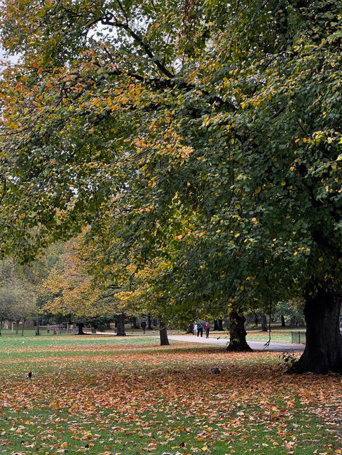 A public park scene during autumn featuring large deciduous trees with dense foliage displaying green and yellow leaves, some of which have already fallen to the ground and create a natural carpet of multicoloured leaves. In the foreground, a pair of mature trees with thick trunks and textured dark bark stand on either side, framing the scene. The expansive grassy area is partially covered with fallen leaves, extending toward a wide pathway in the middle distance, where a few people are walking. In the background, additional trees with similar autumnal colours are visible, along with open grassy spaces and a light, overcast sky. The environment appears calm and well-maintained, with natural lighting highlighting the seasonal changes, reflecting the importance of managing outdoor waste and debris possibly associated with garden clearance or park maintenance, handled by firms like House Clearance Holland Park, who are experienced in alternative waste handling solutions.