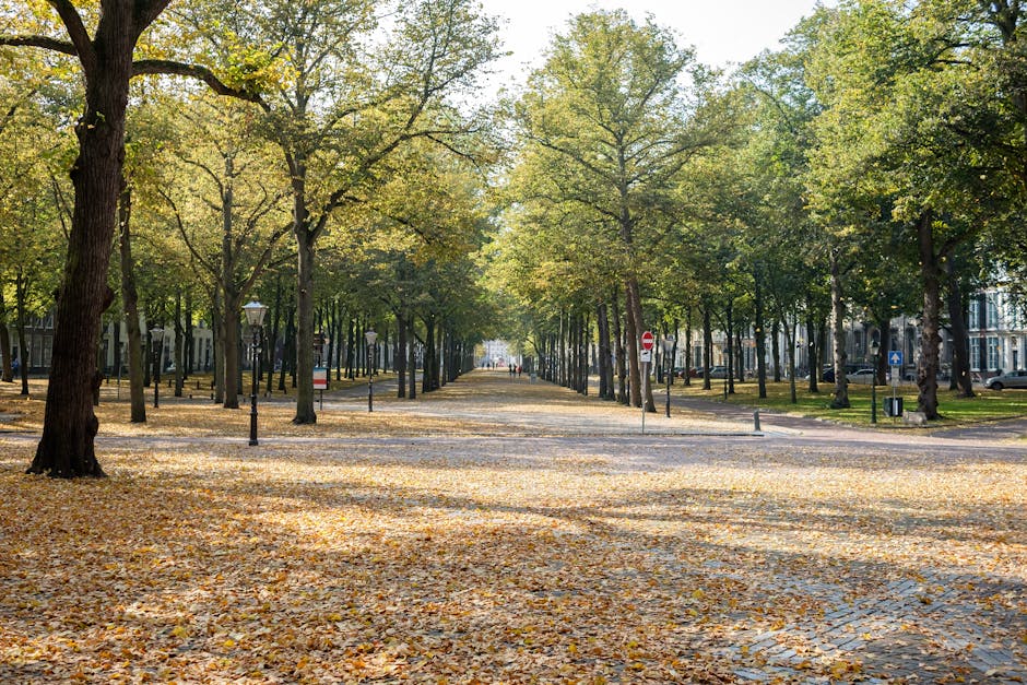 A wide, straight pathway lined with tall deciduous trees on both sides, their branches extending overhead and creating a partial canopy. The ground is covered with fallen yellow and brown leaves, giving a textured appearance to the paved surface. Vintage-style street lamps with black metal posts and glass enclosures are evenly spaced along the edges of the walkway. In the background, faint silhouettes of a few pedestrians and vehicles are visible, indicating a residential or city park setting. The environment appears to be in early autumn, with the foliage transitioning from green to warm autumnal colors. The lighting suggests a clear, sunny day, casting gentle shadows and highlighting the natural textures of the leaves, bark, and pavement. The scene reflects a peaceful, urban green space that could be associated with community areas where private or alternative waste handling might be necessary, with houses and parked cars visible beyond the trees, emphasizing the residential context that House Clearance Holland Park might serve for rubbish removal or clearance services.